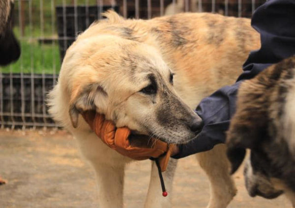 TULIP - reserviert Hilfe für Herdenschutzhunde - vermittelt – Bild 4