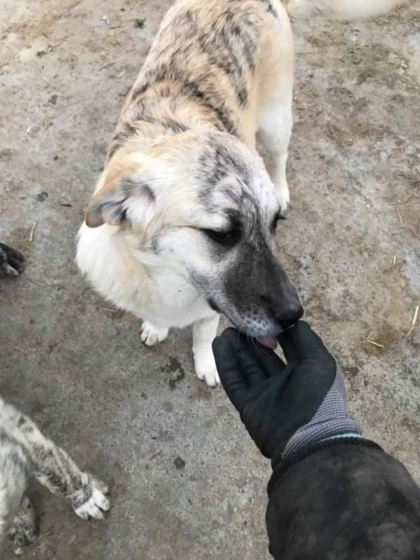 TULIP - reserviert Hilfe für Herdenschutzhunde - vermittelt – Bild 6