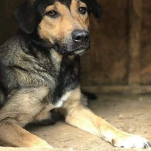 AYLA - reserviert für Gnadenhof OHANA (AL) - vermittelt