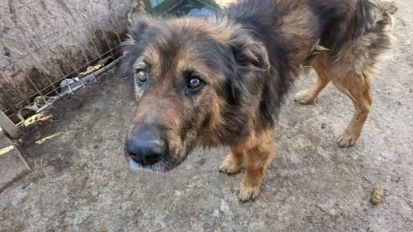 TUVELLO - reserviert - vermittelt – Bild 3