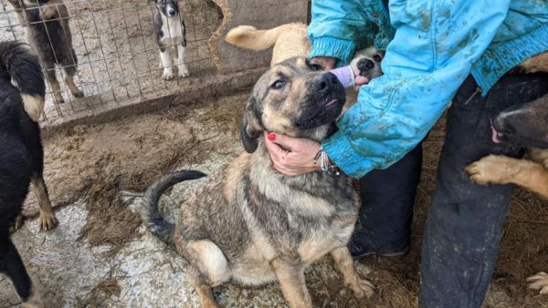 CHOKO - reserviert Manuela - vermittelt – Bild 8