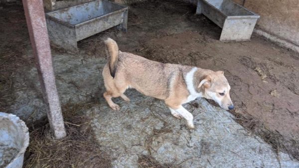 ARKINA – reserviert TH Verlorenwasser - vermittelt – Bild 5