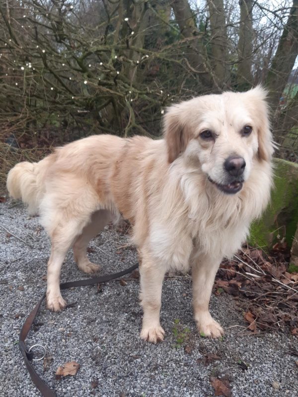 Paddy in 34474 Diemelstadt – Bild 2
