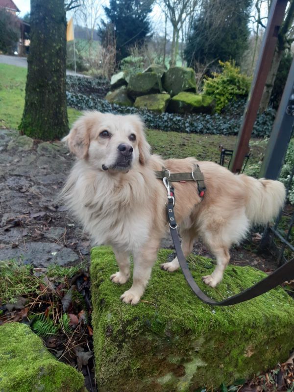 Paddy in 34474 Diemelstadt – Bild 5
