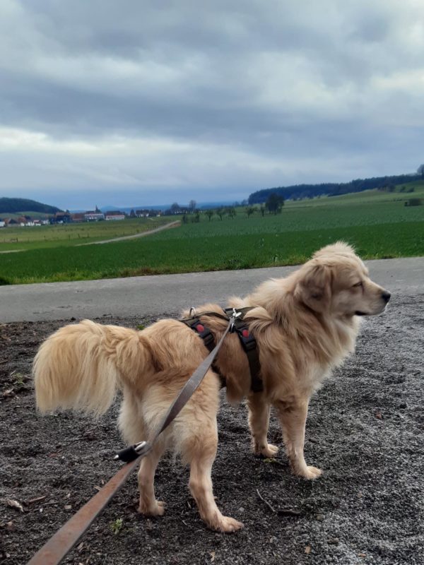 Paddy in 34474 Diemelstadt – Bild 8
