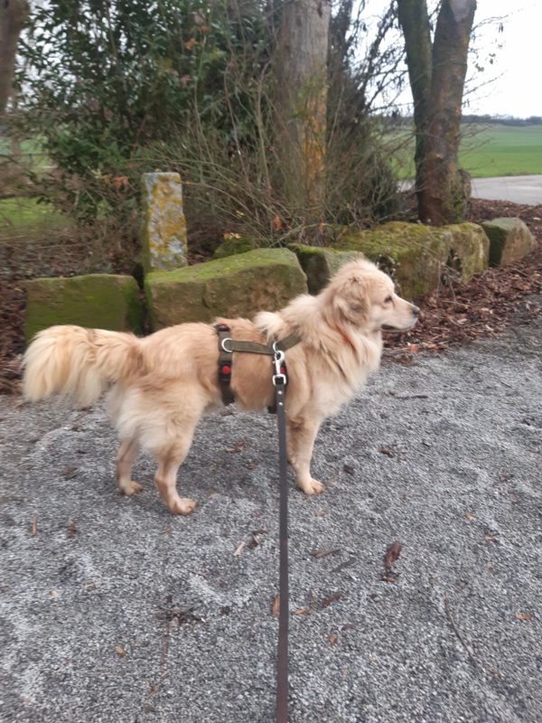 Paddy in 34474 Diemelstadt – Bild 3