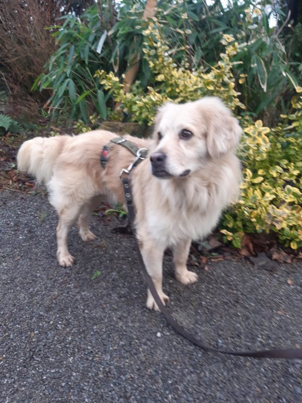 Paddy in 34474 Diemelstadt – Bild 6