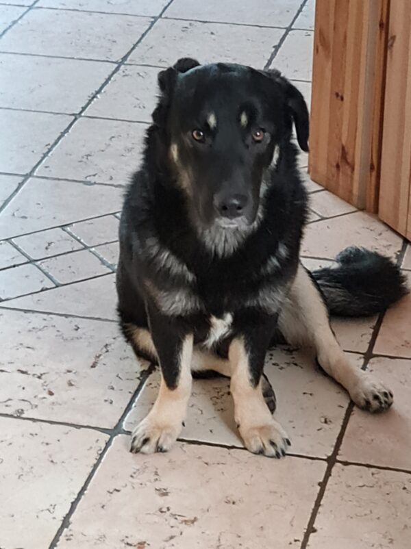 Joshi in 97440 Werneck vermittelt – Bild 9