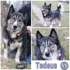 Tedeus RBB 08/2021