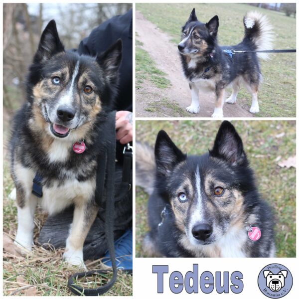 Tedeus RBB 08/2021