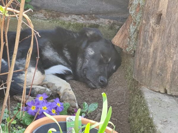 Joshi in 97440 Werneck vermittelt – Bild 17