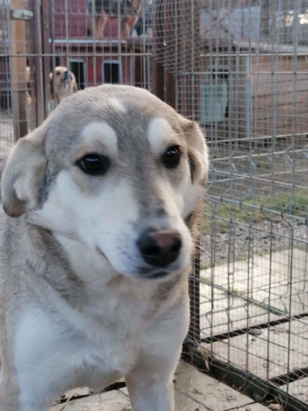 JUNEH (♀) - seit 2019 im Shelter – Bild 13