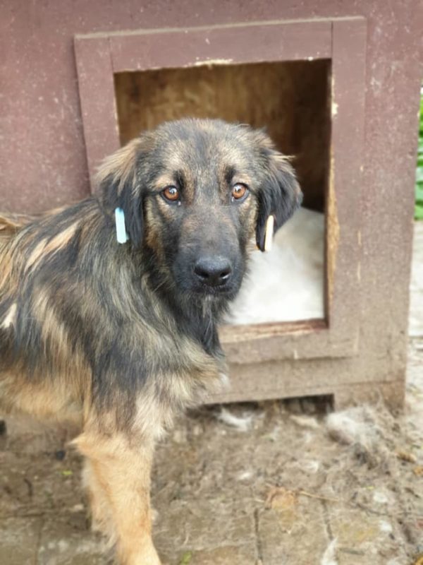 AILINA - reserviert (Sasi) - vermittelt – Bild 2