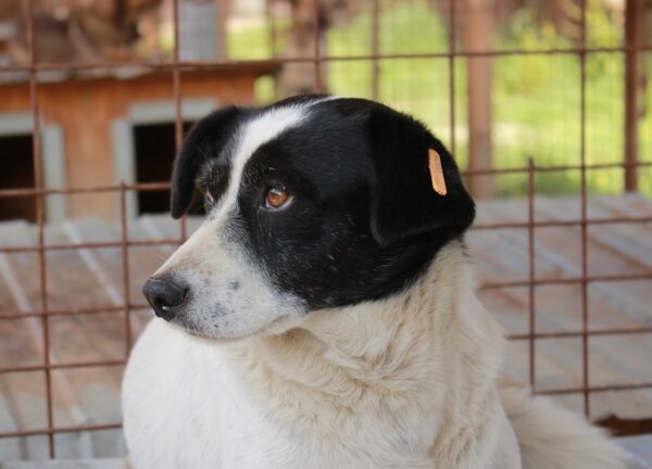 HALIMA - reserviert Tierhilfe Lebenswert DR - vermittelt – Bild 2