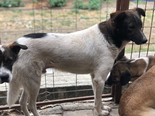 FRANZL (♂) - seit 2019 im Shelter – Bild 4