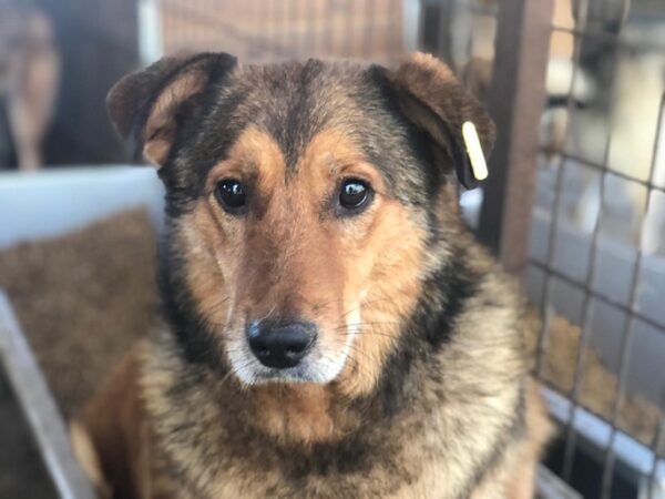 CALLI (♂) - seit mindestens 2019 im Shelter – Bild 9