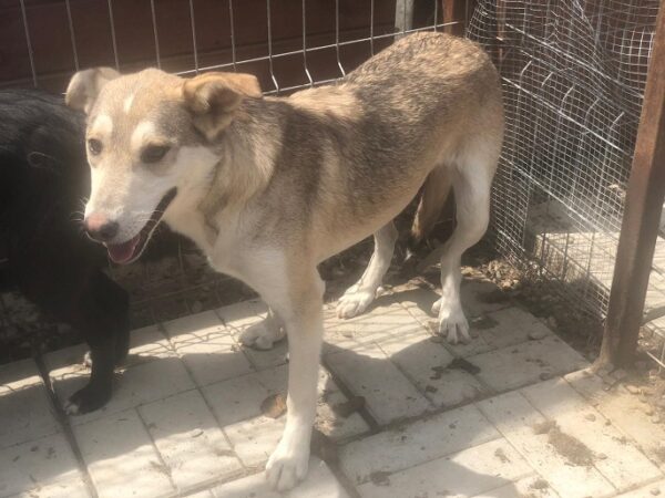 JUNEH (♀) - seit 2019 im Shelter – Bild 11