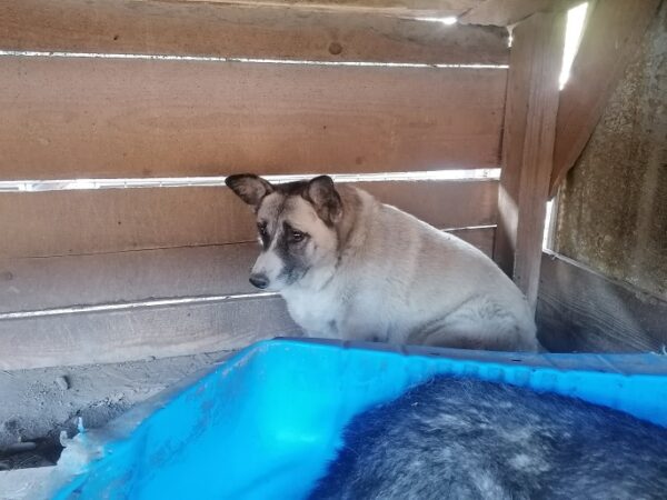 KUBA (♀) – Bild 8