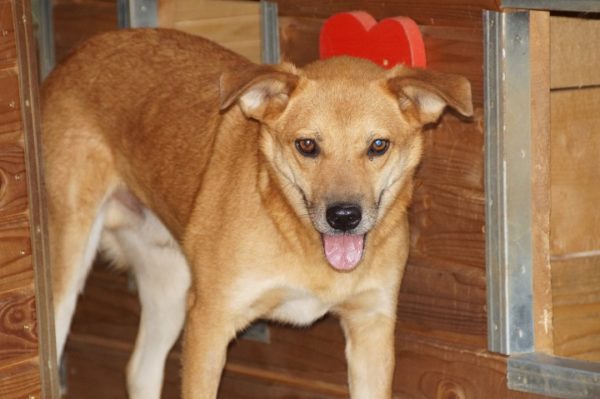 DEXTER - RBB 07/25 – Bild 11