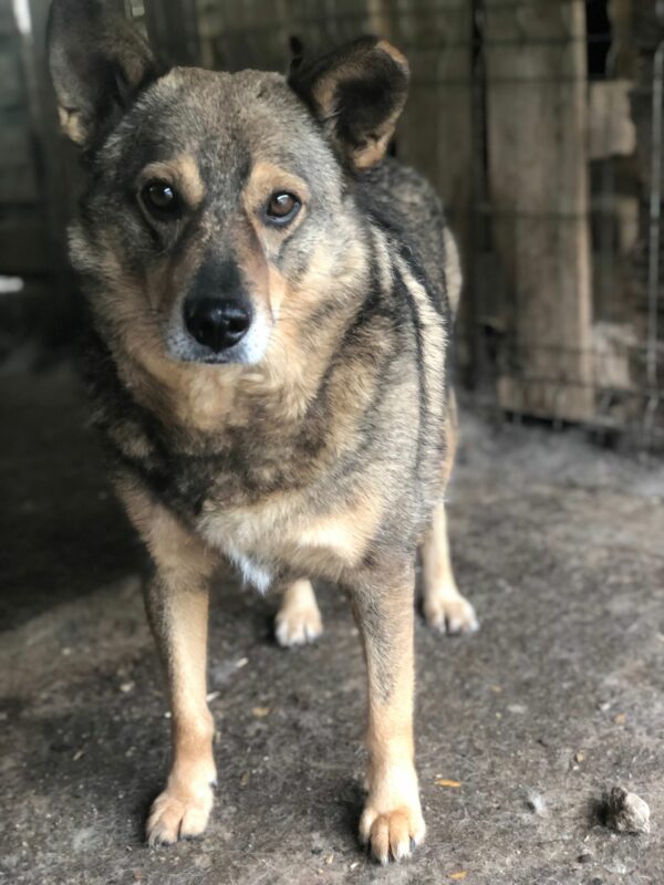 BABU - reserviert Betty - vermittelt – Bild 2