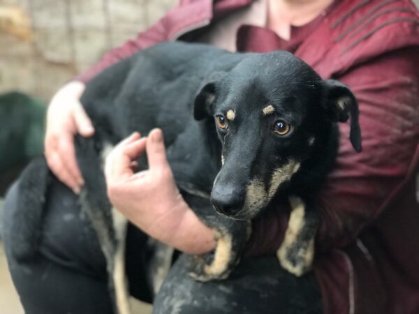 LOTTIE - reserviert Betty - vermittelt – Bild 3