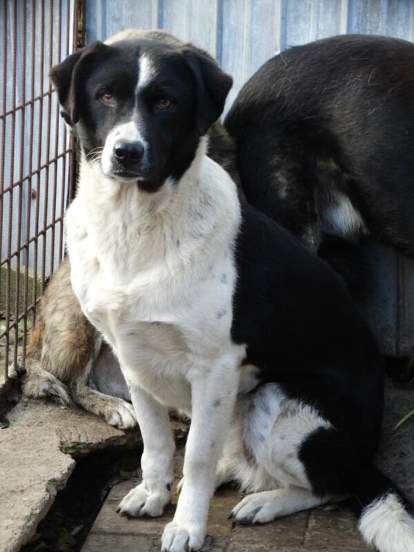 HERA (♀) (LEA) - als GPH auf PDR PS – Bild 14