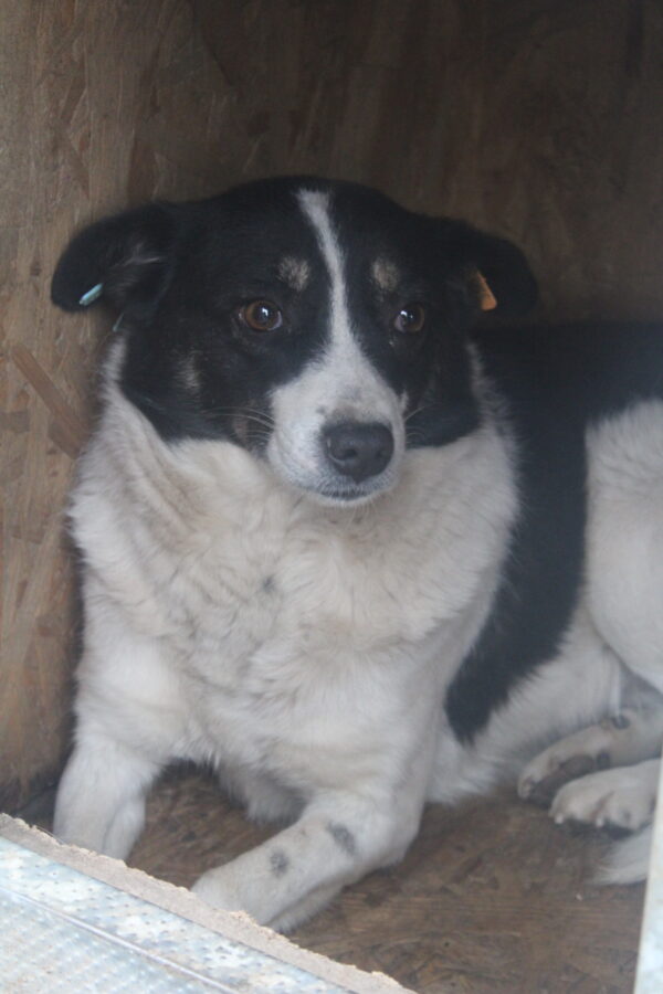 FENEA (♀) – Bild 8