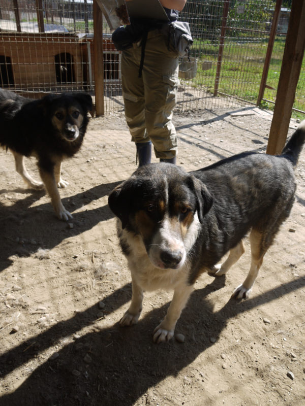 MAXIMUS - reserviert THL - vermittelt – Bild 3