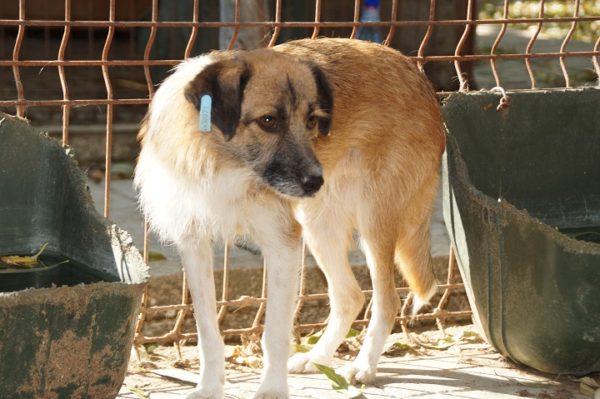 SALIMA - reserviert Lorraine - vermittelt – Bild 5