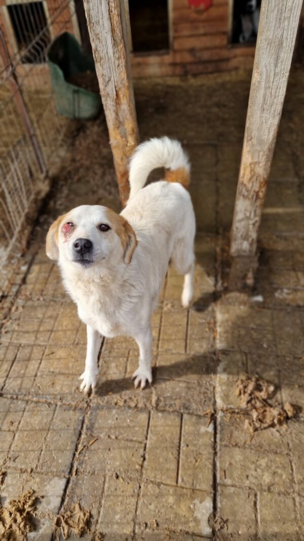 VALEA (NIKY) - war seit 2017 im Shelter - PDR PS im PLZ Bezirk 58 - vermittelt – Bild 10