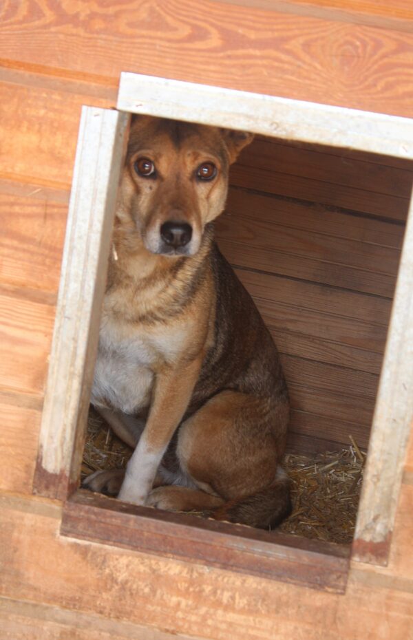 LEELA (LELA) (♀) – Bild 3
