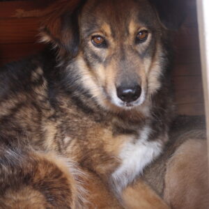 TOULOUSE - seit mindestens 2018 im Shelter