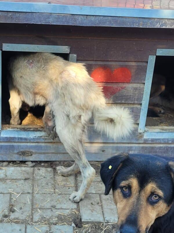 BAUTISTA - reserviert Betty  - vermittelt – Bild 8