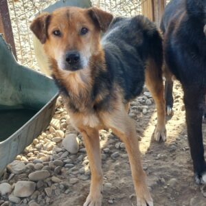 TADEO - Notfall - abgemagert - reserviert TH Limburg vermittelt