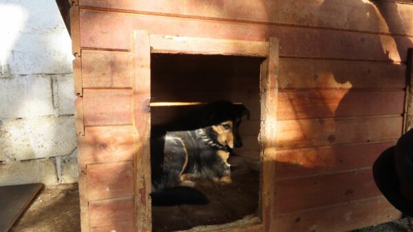 TANQUI (♀) - seit 2019 im Shelter – Bild 10