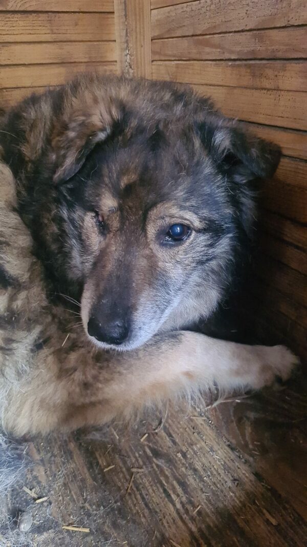 WALLACE - (fast) blind - vermittelt Manuela – Bild 2