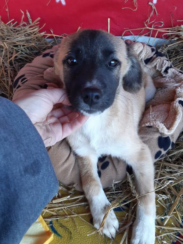 ANTONIA - reserviert TH Gifhorn (NadineZ) - vermittelt – Bild 2