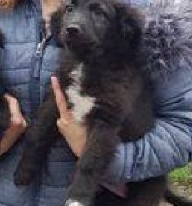PAFF - reserviert Hundescheune Fläming - vermittelt