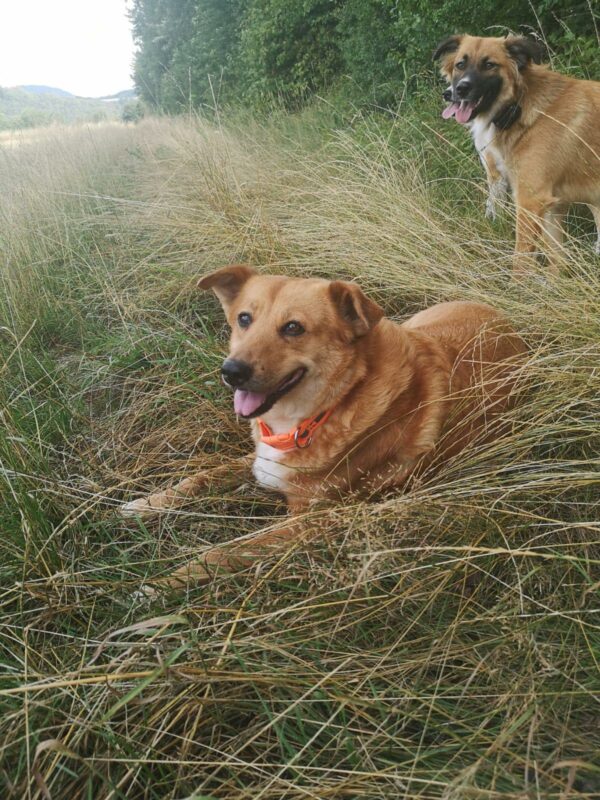 CELESTE - Gnadenplatzhund seit dem 08.06.2018 - RBB 02/2025 – Bild 2