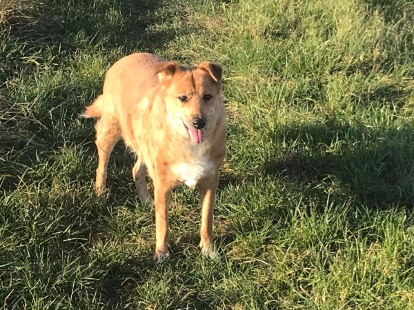 CELESTE - Gnadenplatzhund seit dem 08.06.2018 - RBB 02/2025 – Bild 8