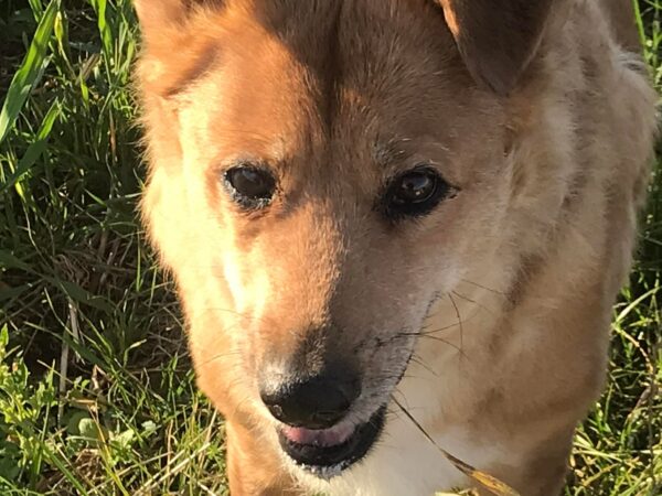 CELESTE - Gnadenplatzhund seit dem 08.06.2018 - RBB 02/2025 – Bild 9