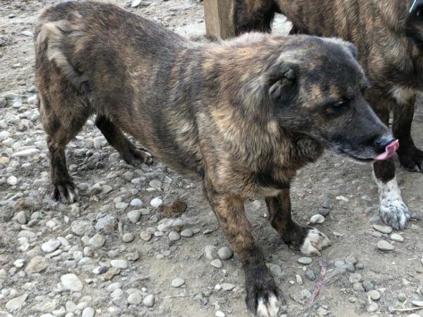 ARTHUS (♂) - seit mindestens 2018 im Shelter – Bild 2