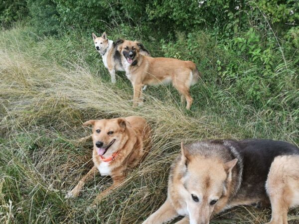 CELESTE - Gnadenplatzhund seit dem 08.06.2018 - RBB 02/2025 – Bild 6