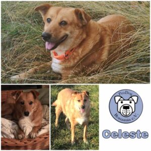 CELESTE - Gnadenplatzhund seit dem 08.06.2018 - RBB 02/2025