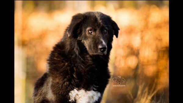 YASKA - Gnadenplatzhund seit dem 31.03.2017 – Bild 3