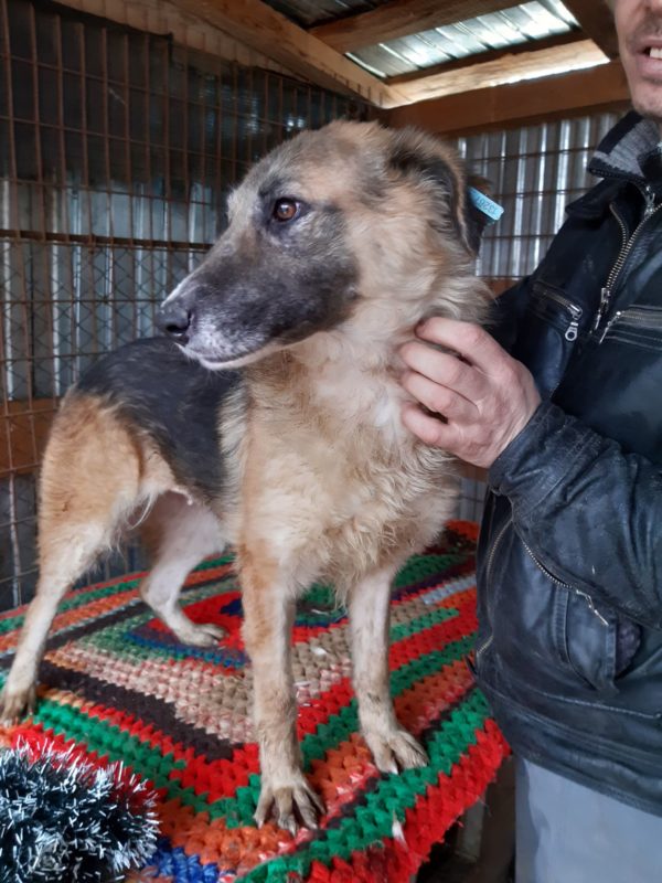 KIRA - reserviert 4animals - vermittelt – Bild 2