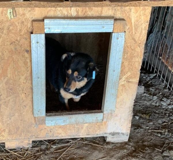 CASSIE - reserviert Anna (MH) - vermittelt – Bild 3