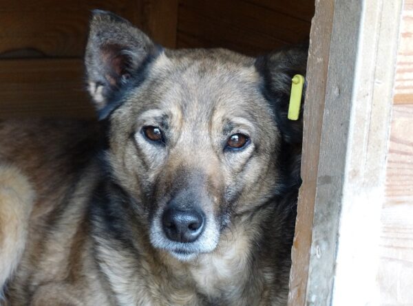 WOLF (♂) - seit mind. 2019 im Shelter – Bild 21