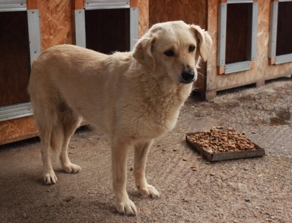 EMILY - reserviert TINO (22.02.) - vermittelt – Bild 4
