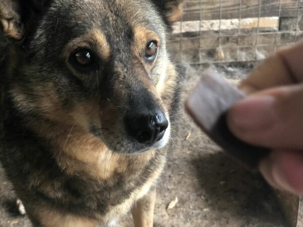 BABU - reserviert Betty - vermittelt – Bild 3